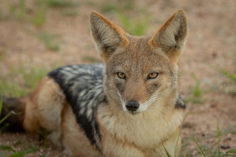 🐺 Les Canidés